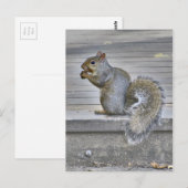 Kleines Eichhörnchen essen, solange man kann Postkarte (Vorne/Hinten)