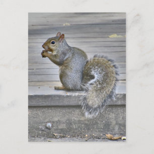 Kleines Eichhörnchen essen, solange man kann Postkarte