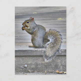 Kleines Eichhörnchen essen, solange man kann Postkarte