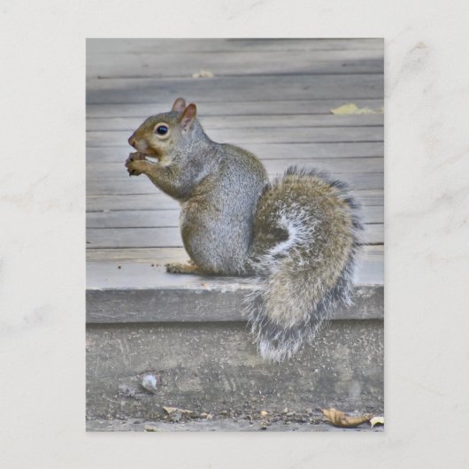 Kleines Eichhörnchen essen, solange man kann Postkarte (Vorderseite)