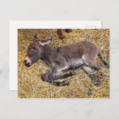 Kleines Esel-Fohn, das auf Stroh schläft Postkarte (Vorne/Hinten)