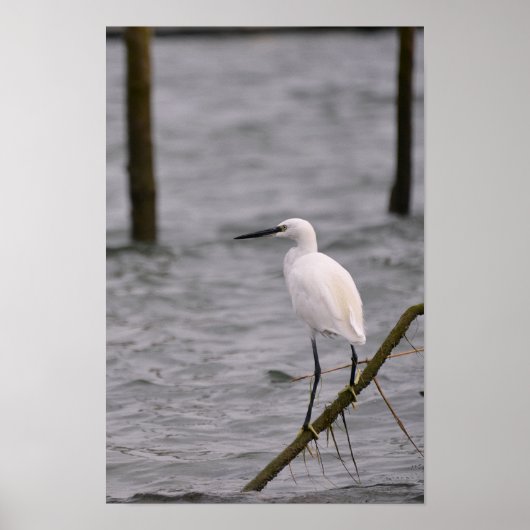 Kleines Espe Poster (Vorne)