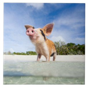 Kleines Ferkel Fliese