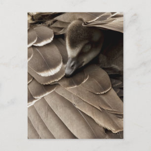 Kleines Gosling unter der Mama Postkarte