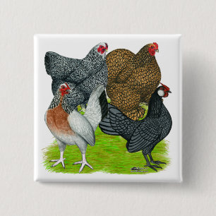 Kleines Henne-Quartett Button