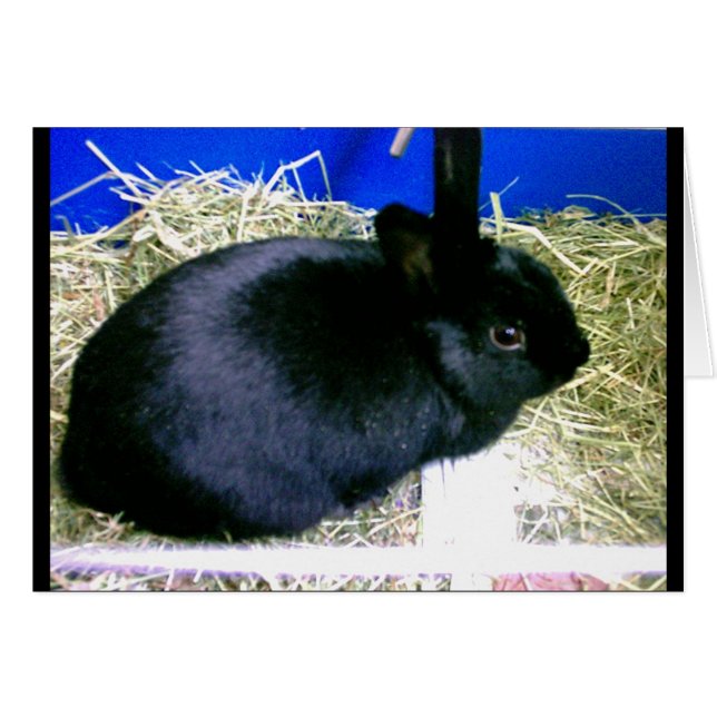 Kleines Kaninchen 2 (Vorderseite (Horizontal))