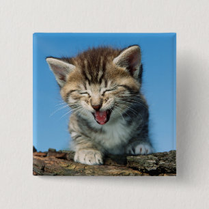 Kleines Kätzchen in einem Baum Button