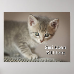Kleines Kätzchen Poster