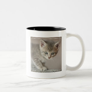 Kleines Kätzchen Zweifarbige Tasse