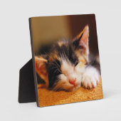 Kleines Kitty Schlafen Fotoplatte (Vorderseite)