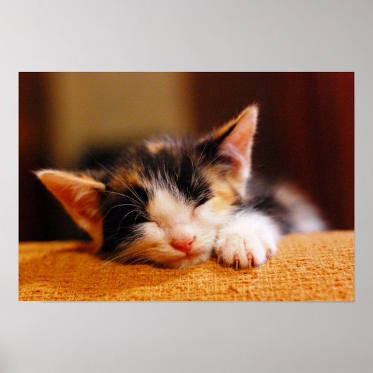 Kleines Kitty Schlafen Poster (Vorne)