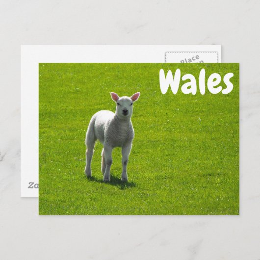 Kleines Lamm auf grünen Feldern von Wales Postkarte (Vorne/Hinten)