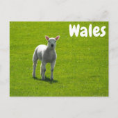 Kleines Lamm auf grünen Feldern von Wales Postkarte (Vorderseite)