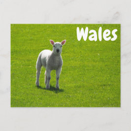 Kleines Lamm auf grünen Feldern von Wales Postkarte