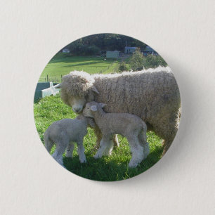 KLEINES LAMM BUTTON