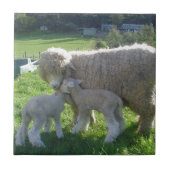 KLEINES LAMM FLIESE (Vorderseite)