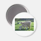 KLEINES LAMM MAGNET (Vorderseite/Rückseite)