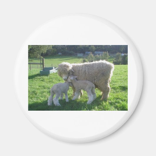 KLEINES LAMM MAGNET (Vorne)