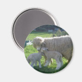 KLEINES LAMM MAGNET (Vorderseite/Rückseite)