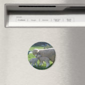 KLEINES LAMM MAGNET (In Situ (Geschirrspüler))