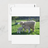 KLEINES LAMM POSTKARTE (Vorne/Hinten)