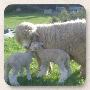 KLEINES LAMM UNTERSETZER