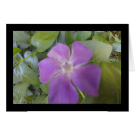 Kleines Lila Blütenlied - Lied von Sol. 8:6 Grüß.