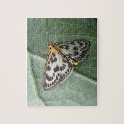 Kleines Magpie Moth Puzzle (Vertikal)