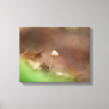 Kleines Mushroom Nature Foto