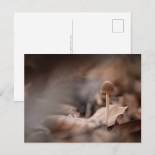 Kleines Mushroom Nature Foto Postkarte