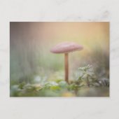 Kleines Mushroom Nature Foto Postkarte (Vorderseite)