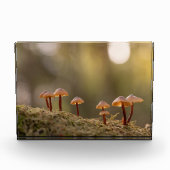 Kleines Mushrooms Nature Foto (Vorderseite)