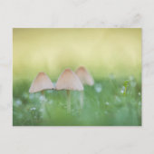 Kleines Mushrooms Nature Foto Postkarte (Vorderseite)