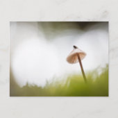 Kleines Pilz-Natur-Foto Postkarte (Vorderseite)
