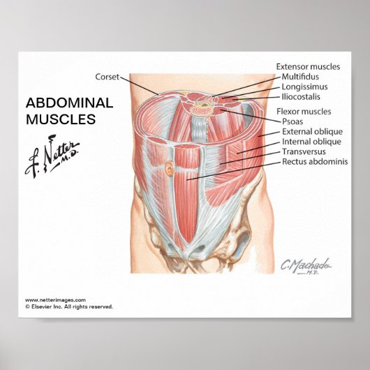 Kleines Plakat - Bauchmuskeln des Netzers (Vorne)