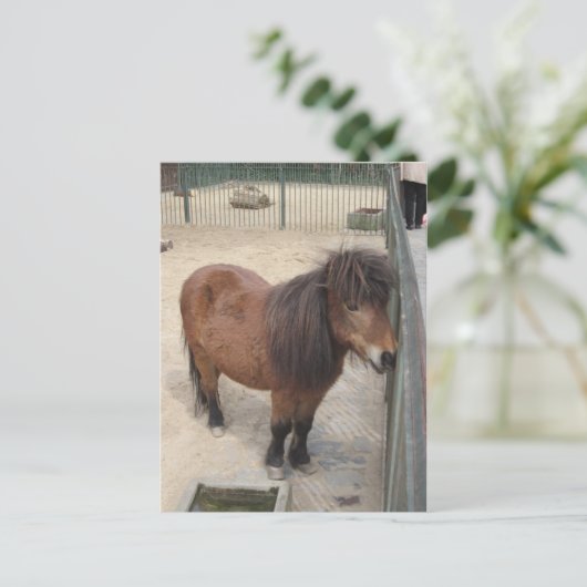 Kleines Pony Postkarte (Stehend Vorderseite)