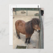Kleines Pony Postkarte (Vorne/Hinten)