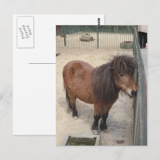 Kleines Pony Postkarte (Vorne/Hinten)