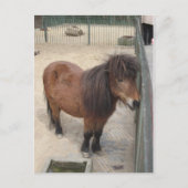 Kleines Pony Postkarte (Vorderseite)