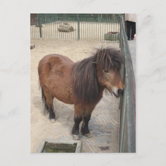 Kleines Pony Postkarte (Vorderseite)