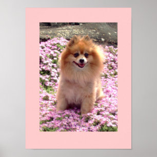 Kleines Poster   Marley Spitz Pink Blume