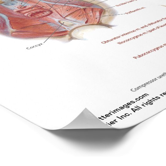 Kleines Poster - Netters Beckendiaphragma (Ecke)