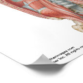 Kleines Poster - Netters Hinterbauchwand (Ecke)