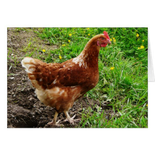 Kleines rotes Huhn - freie Strecken-Ei-Schicht