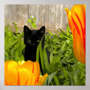 Kleines schwarzes Kätzchen im Tulip-Garten Poster