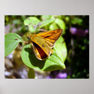 Kleines Skipper Butterfly Poster