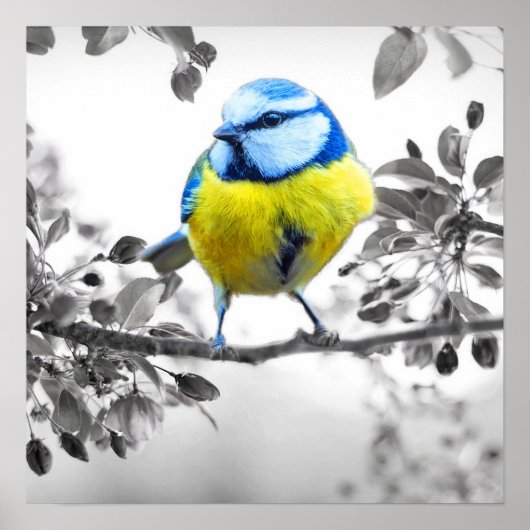Kleines Vogelschwarz-weißes Bild Poster (Vorne)