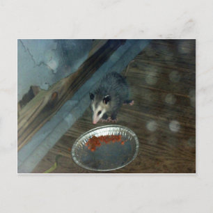 Kleinkind Opossum 1 Postkarte