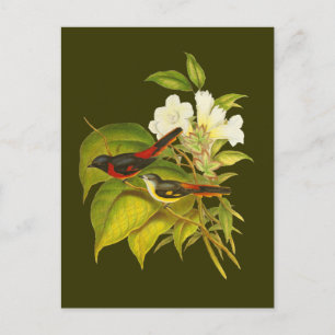 Kleinminivet Postkarte