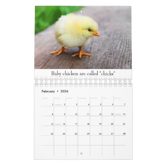 Kleintiere Kalender (Feb 2026)